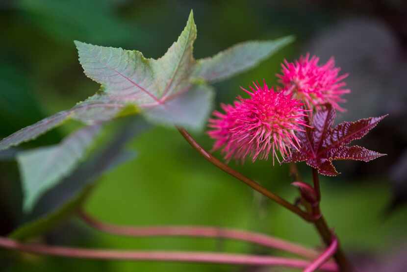 A castor bean plant blooms in Leslie Eaton's East Dallas garden.