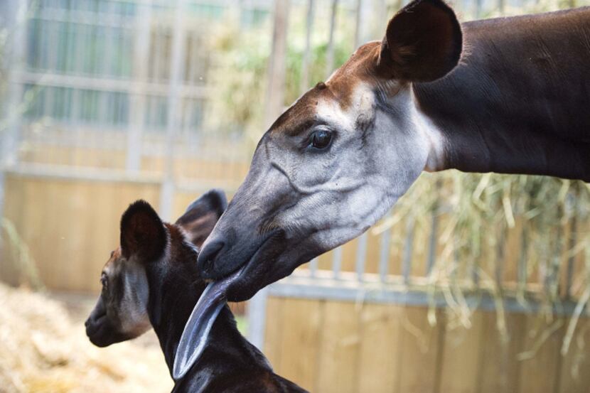 A baby okapi named 'Mbuti,' born on June 23 is pictured on July 12, 2013 with its mother...