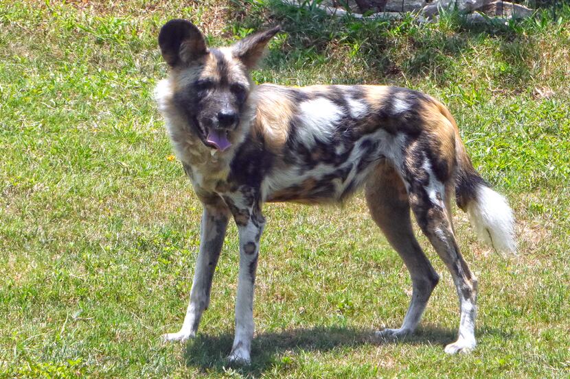 Ola, an 8-year-old female African painted dog, spends her first day in her new habitat. Ola...