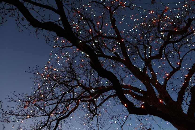 Sense the stillness and the awe in the lights of this pecan tree