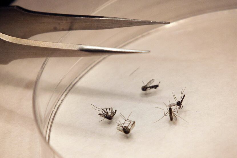 Mosquitoes are sorted at the Dallas County mosquito lab in Dallas.