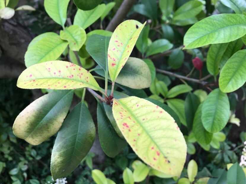 Photinias are susceptible to red tip photinia disease.