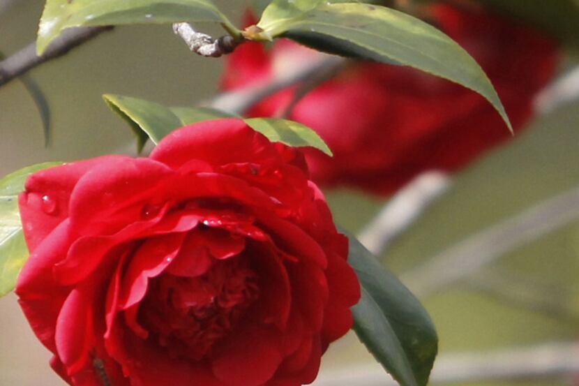 Plant a camellia so its root flare is exposed.
