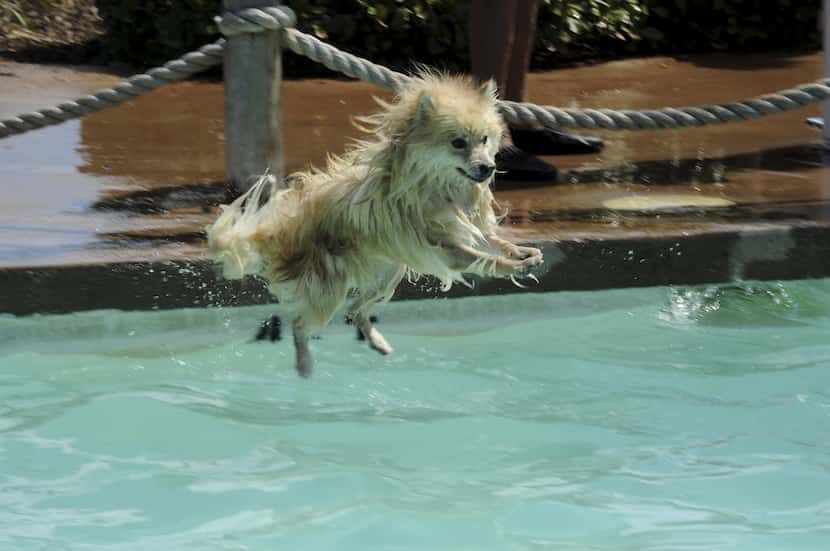 Flying pomeranian Louie shows off his best diving skills at Hawaiian Falls in Garland.