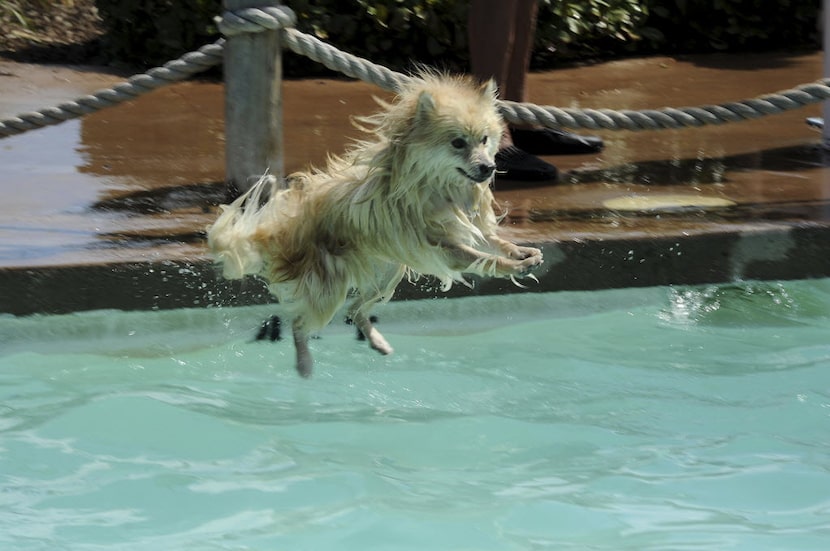 Flying pomeranian Louie shows off his best diving skills at Hawaiian Falls in Garland.