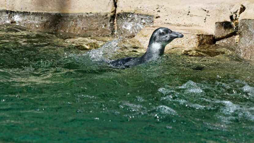 
Marina, the Dallas Zoo’s 3-month-old African black-footed penguin chick, treads water...