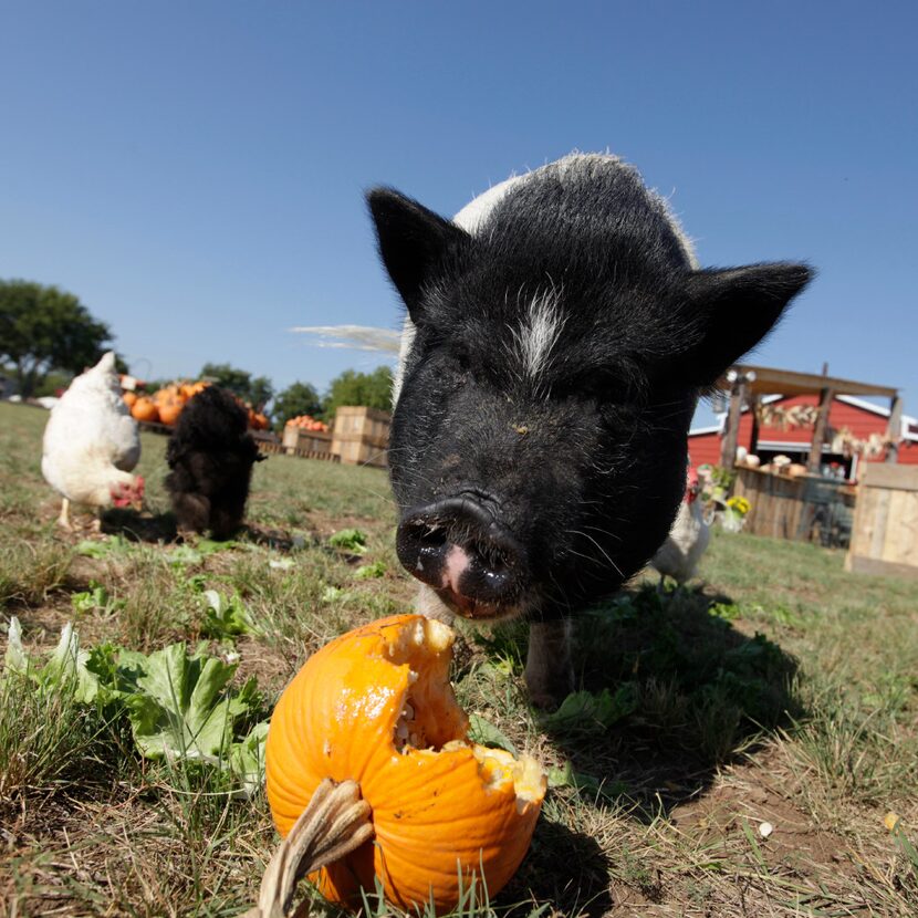 Lola the pig and some chickens snack on pumpkin and lettuce at Lola's Local Market.