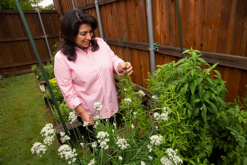 Local author Mely Martínez looks at the epazote, an aromatic herb from Mexico, growing in...