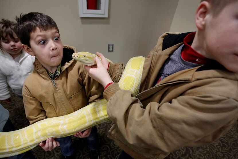 Xanden Hanners, 6, can't hide his trepidation as he comes face-to-face with Bama-Cakes, a...