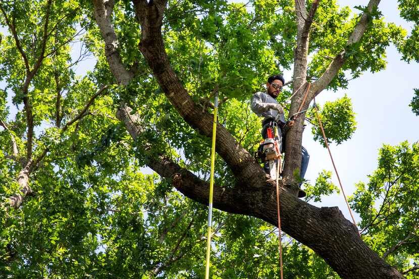 Eduardo Rodriguez Tabardes cleans up tree debris resulting from last weekend's storm at a...