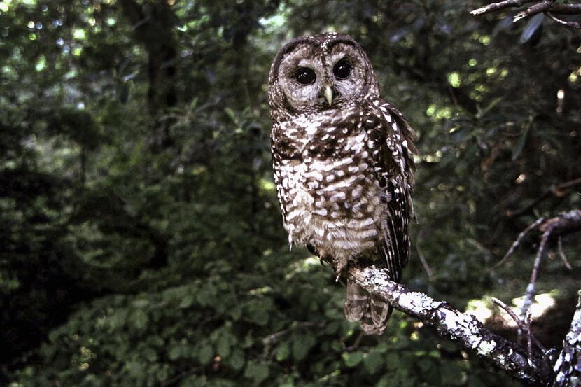 This June 1995 file photo shows a Northern Spotted owl taken in Point Reyes, Calif.