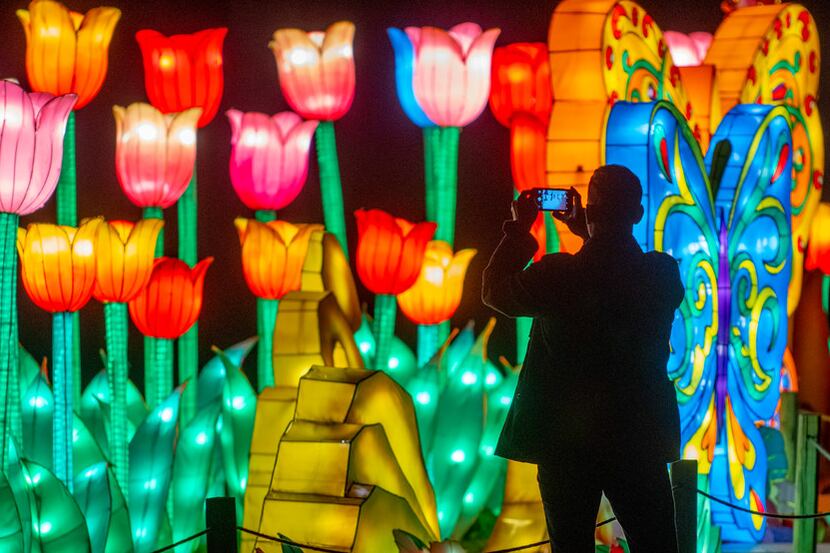 A man takes a photo of the Butterfly Paradise lanterns at the Lanterns in the Garden exhibit...