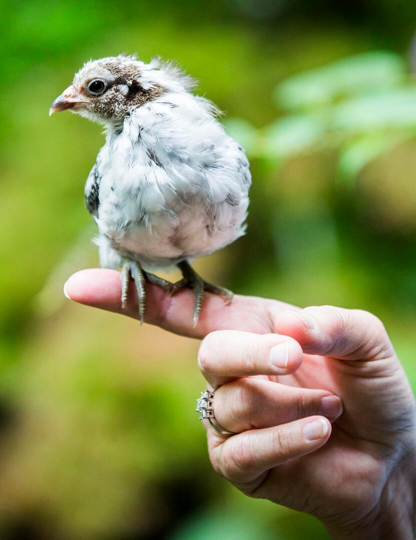 
Birdy’s anxious shrieks turn to mere incessant peeping as long as she has physical human...