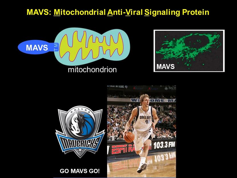 MAVS: Mitochondrial Anti-Viral Signaling.