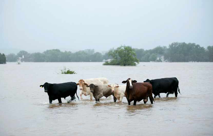 Cattle wee stranded in a flooded pasture on Highway 71 in La Grange after Hurricane Harvey hit.
