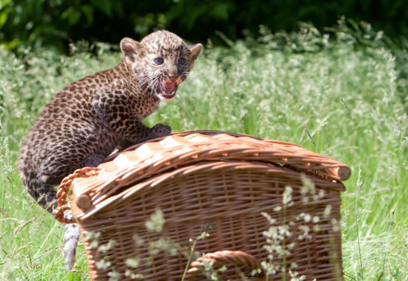 A Javan leopard baby sits on a basket during its presentation to the press on June 7, 2013...