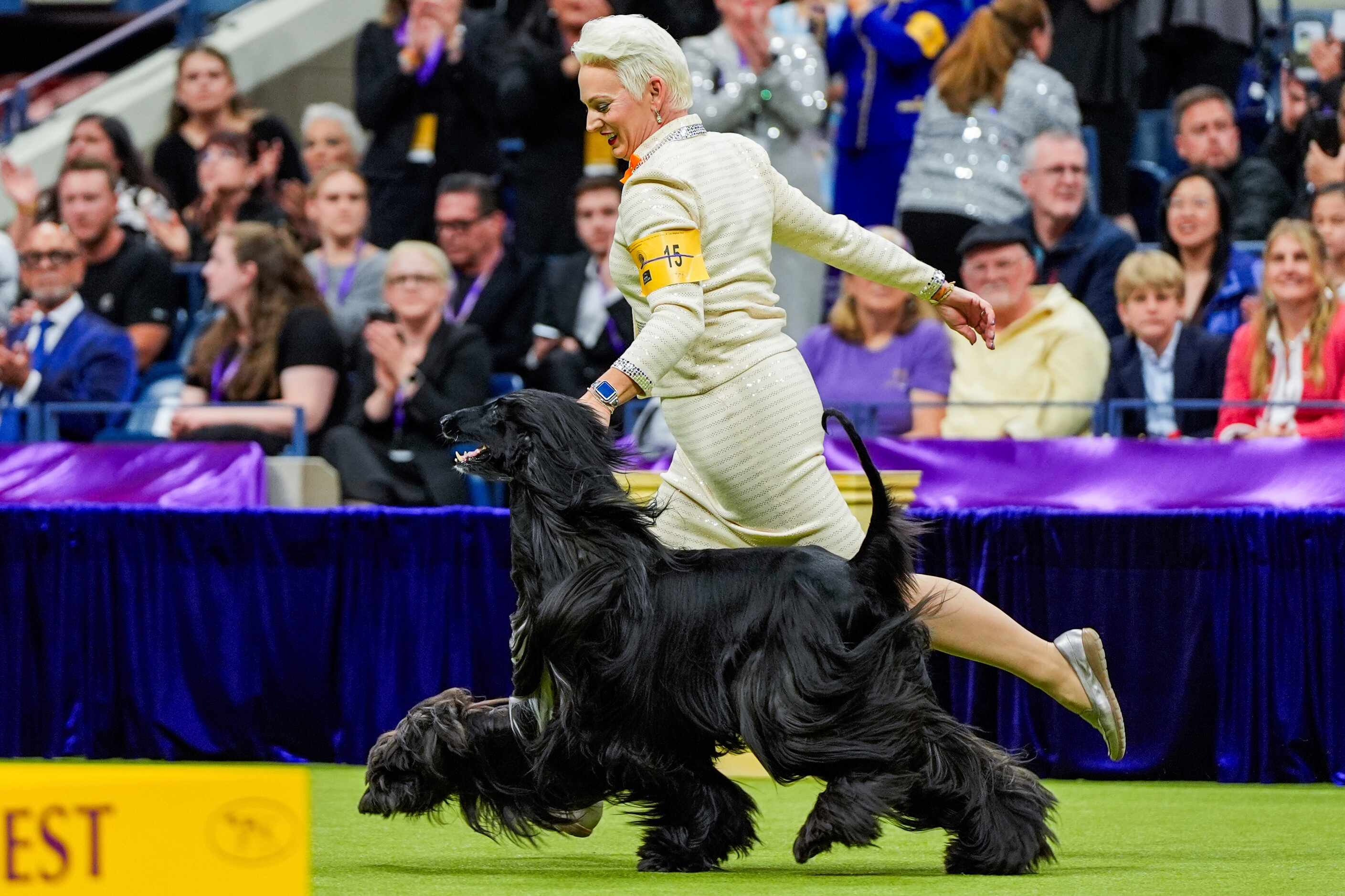 Louis, an Afghan hound, takes part in the best in show competition at the 148th Westminster...