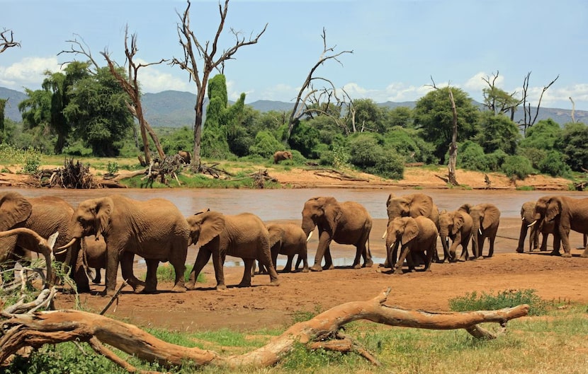 
Elephants and other animals are often spotted in Meru National Park and Shaba National...