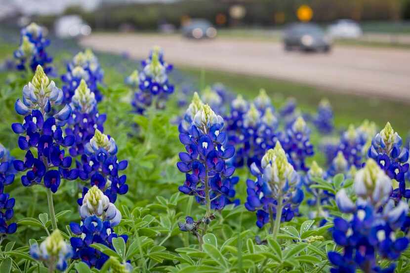 Las florecitas azules o Blue Bonnets tendrán una temporada espléndida en 2019. (DMN/SMILEY...