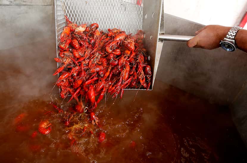 Crawfish are boiled during the 2nd Annual Frisco Crawfish Festival called Claws for Paws...