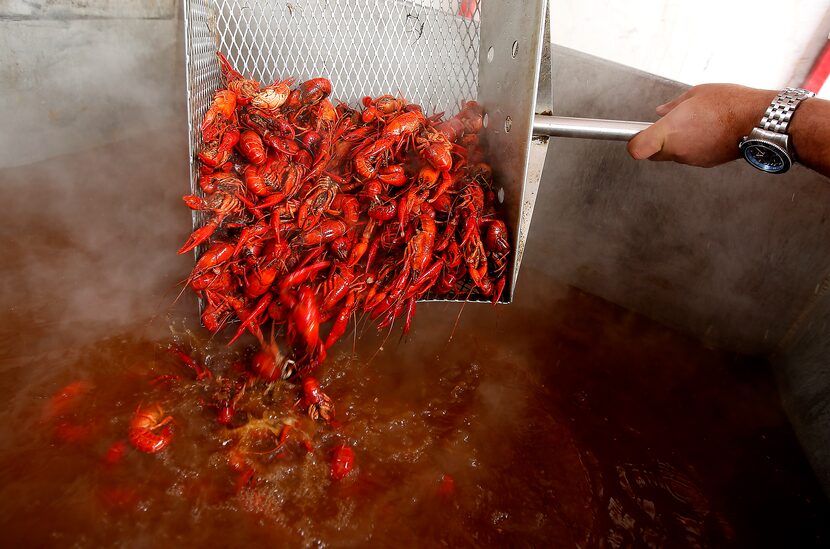 Crawfish are boiled during the 2nd Annual Frisco Crawfish Festival called Claws for Paws...