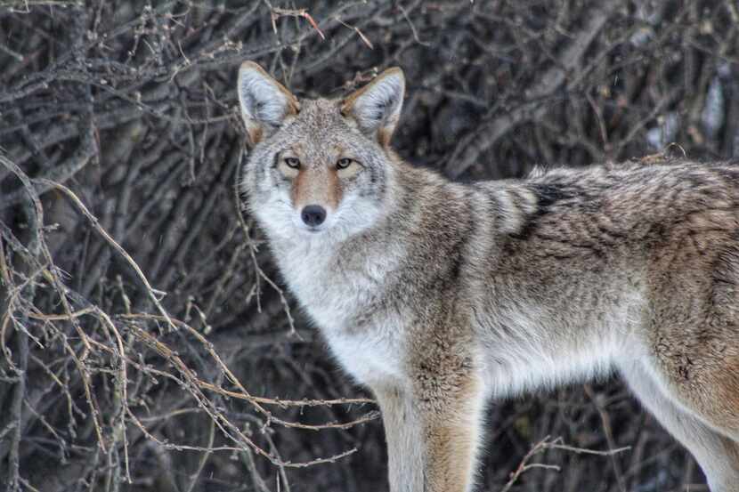 Un coyote particularmente agresivo azota a los residentes de Frisco. iSTOCK
