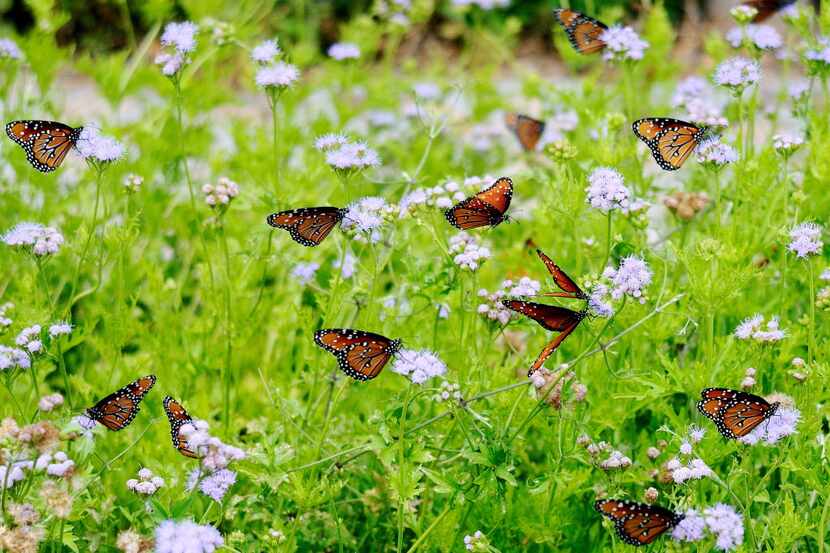 Queen butterflies relish the nectar provided by the palm-leaf or Gregg's mistflower. 