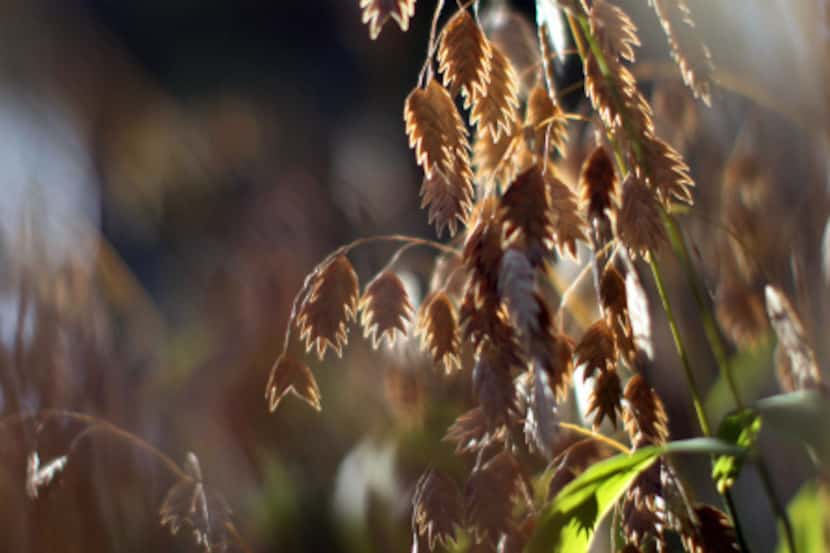Inland sea oats' seed heads will not harm backyard hens if they peck at them.