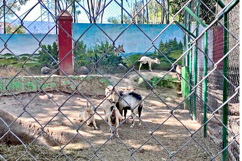 Animales en cautiverio en el zoológico Zoochilpan, en Chilpancingo, Guerrero, en el sur de...
