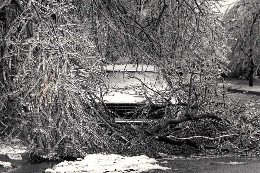 December 31, 1978. Icy tree branches on car at 7060.