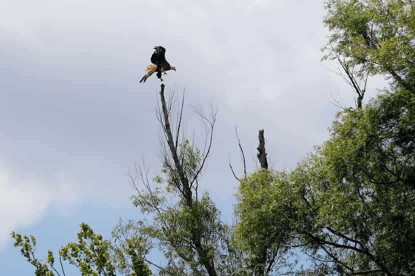 A bald eagle takes flight from its perch on Bayou Sorrel in the Atchafalaya River Basin in...