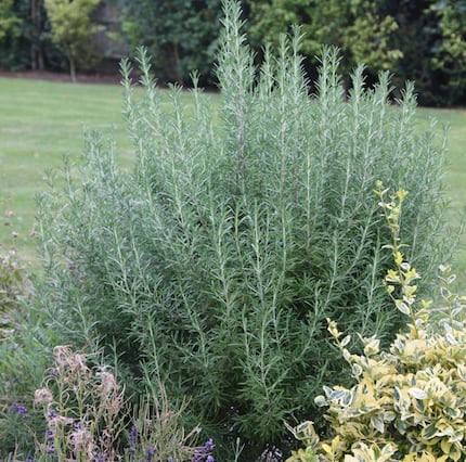 A rosemary plant blooms in a garden.
