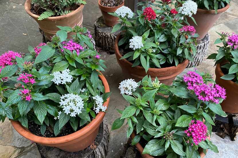 Pentas can be planted in containers to add a splash of summer color. The easy-to-grow...
