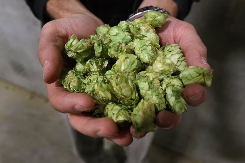 There are several different types of hops. Mosaic, which smells like a mixture of stone...