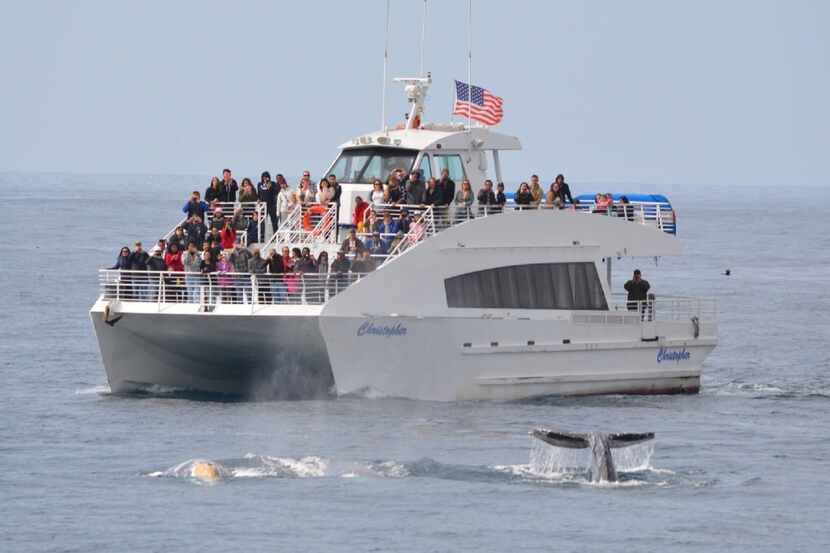 Passengers on a Harbor Breeze Gray Whale Watching and Dolphin Cruise in Long Beach, Calif.,...