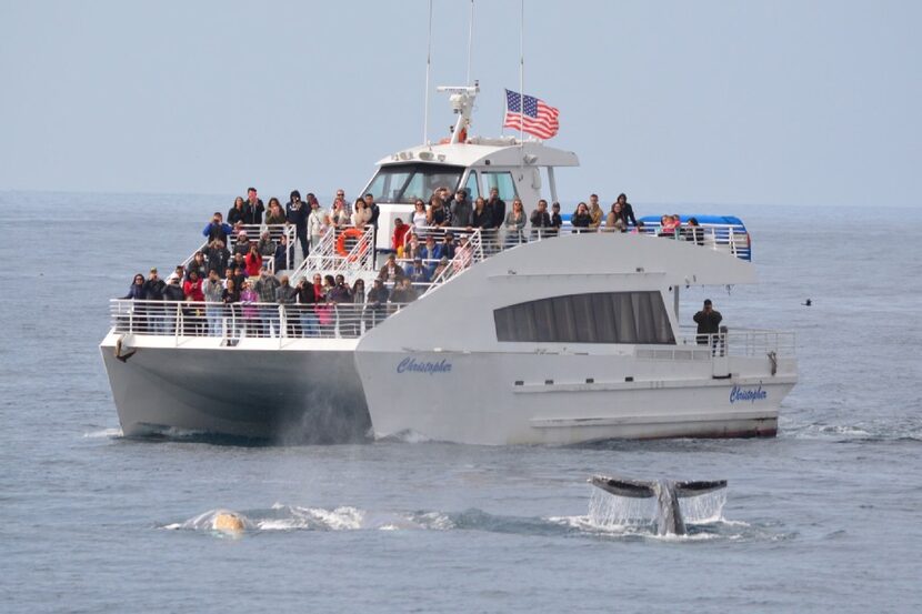 Passengers on a Harbor Breeze Gray Whale Watching and Dolphin Cruise in Long Beach, Calif.,...