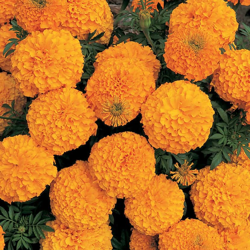 African Marigold 'Inca II Orange' 