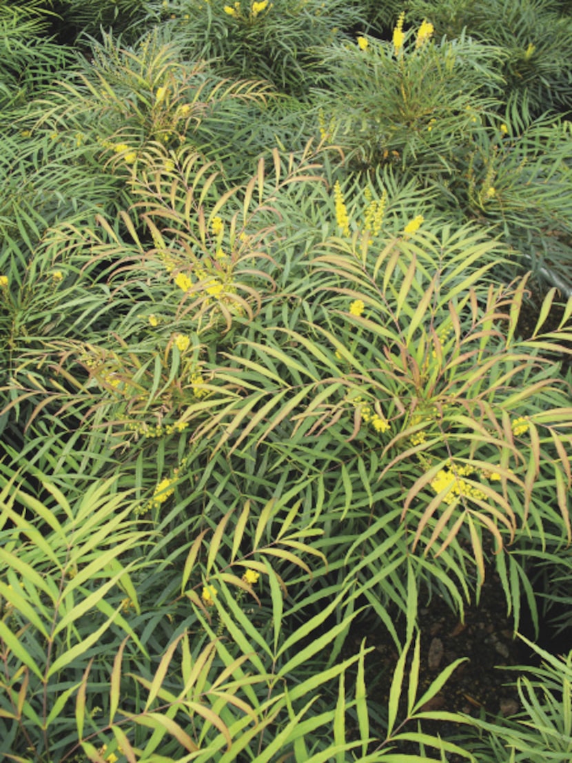 Mahonia 'Soft Caress' is a new hybrid of the tough, prickly, evergreen shrub. Its foliage,...