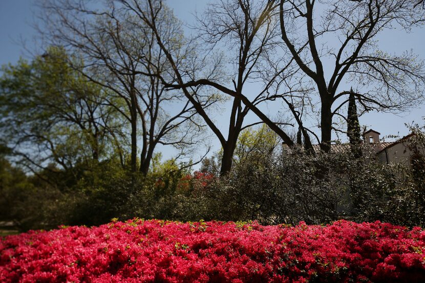 Joe Jr. and Henry Lambert helped to introduce Azaleas to the Dallas landscape. Azaleas were...