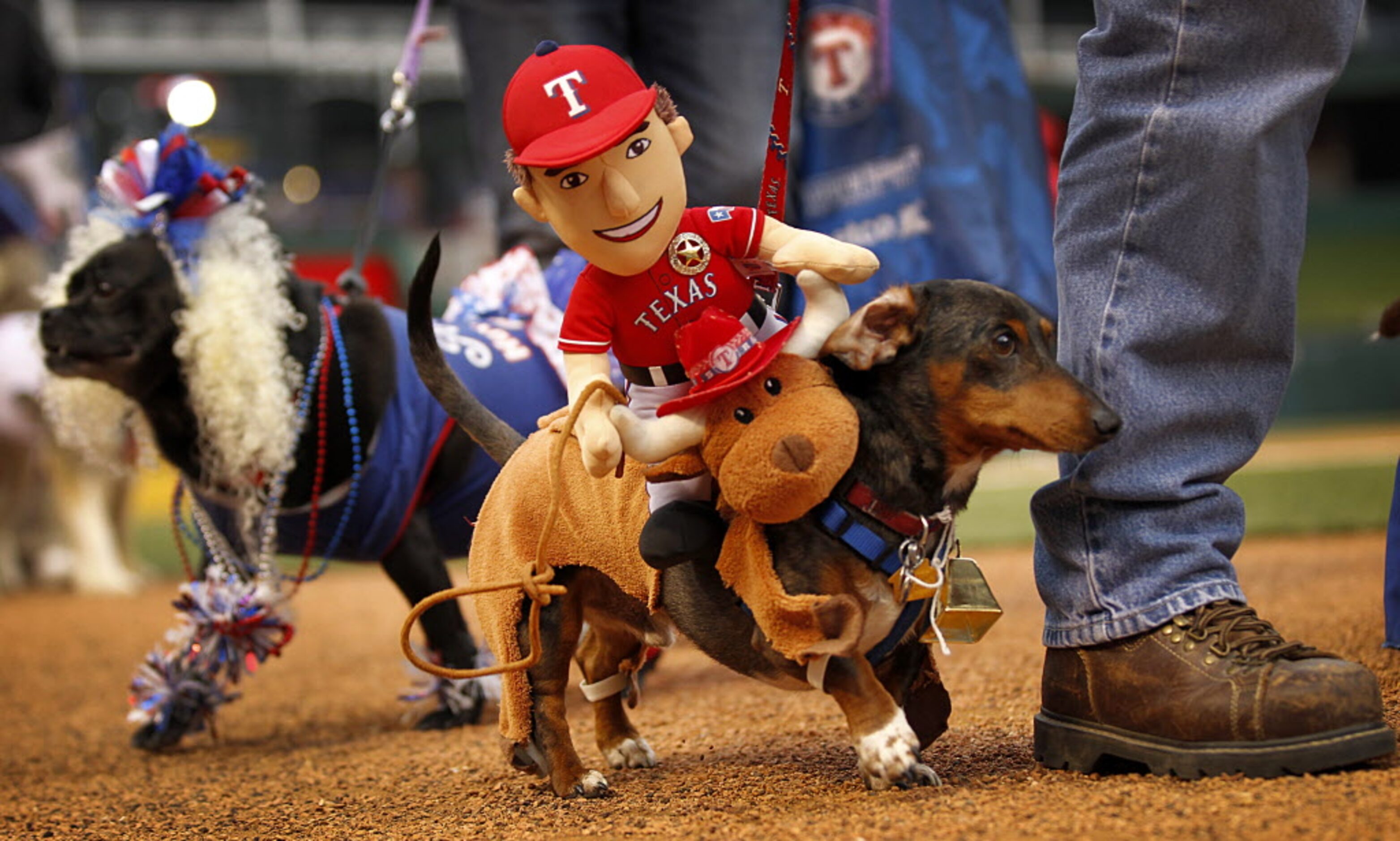 Riley, a dachshund from Fort Worth, carries Texas Rangers star Ian Kinsler on his back...