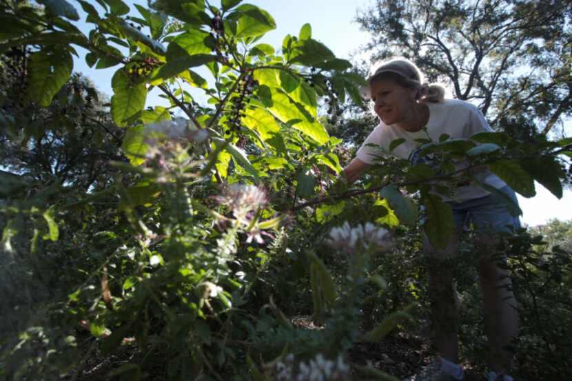 Master Gardner Karen Meder picks through a bush as they prepare for the openin of Texas...