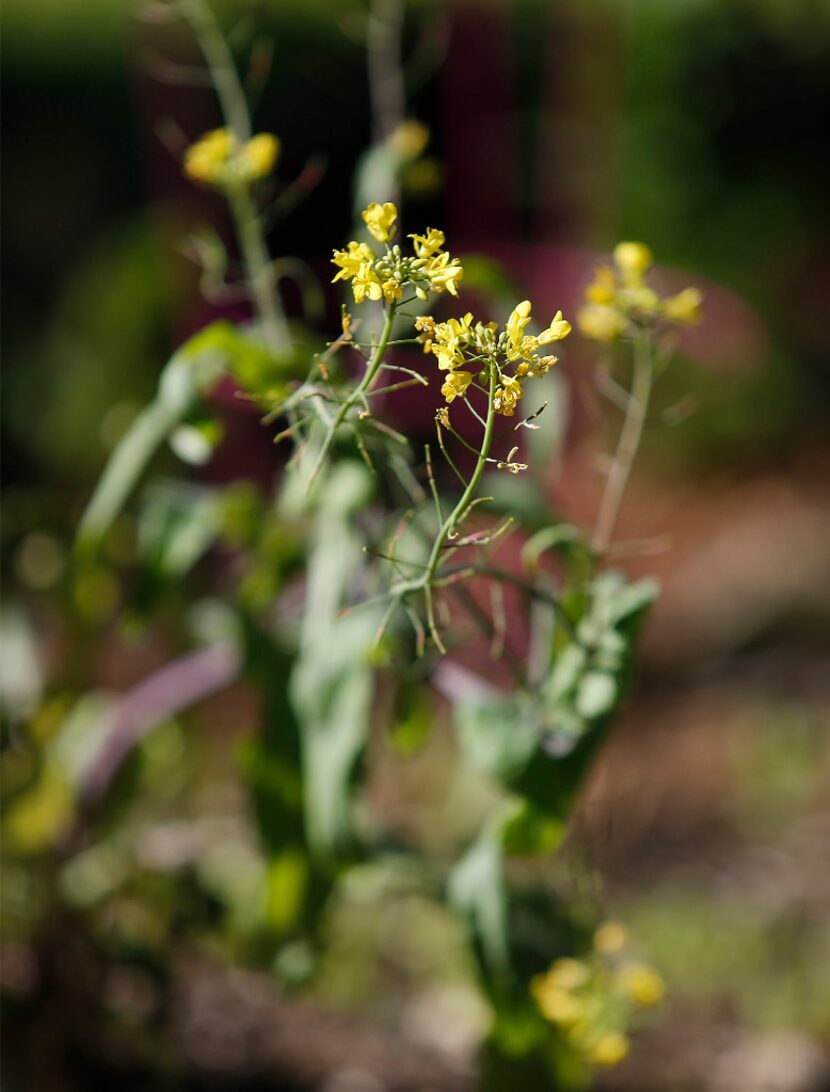 Mustard growing in the garden of Shelley Cramm.