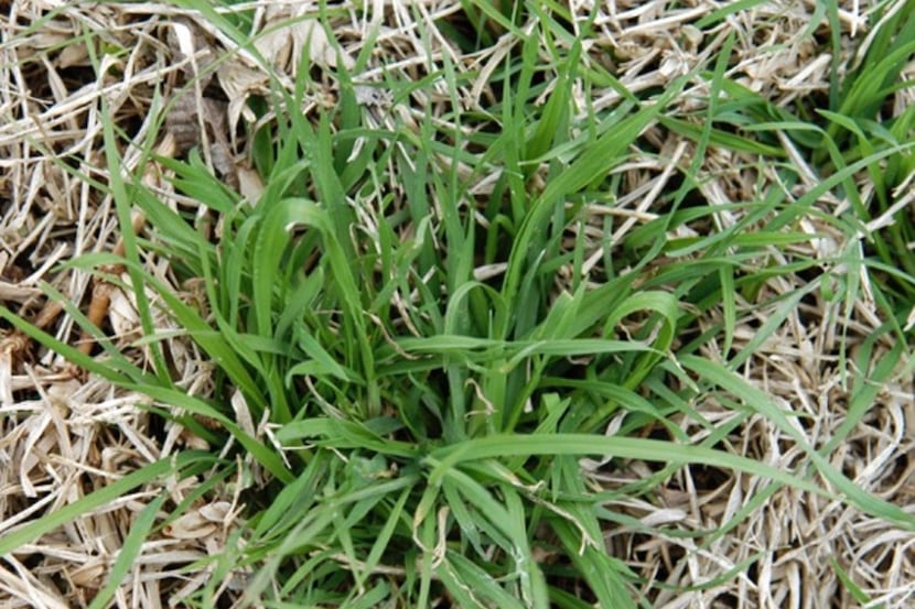 Rescuegrass winter weed 