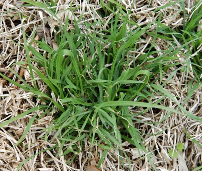 Rescuegrass winter weed 