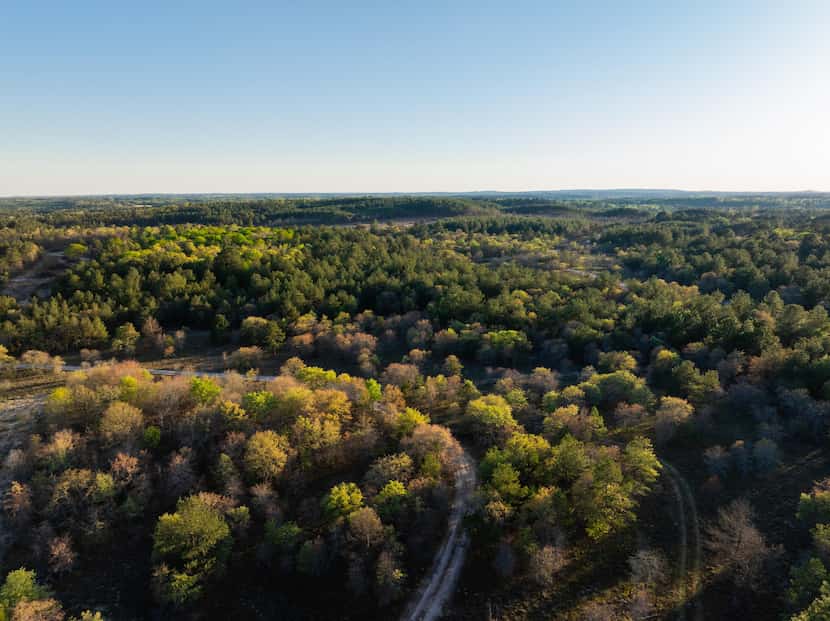 Land near Nacogdoches where the Wild Spring Dunes golf course is planned.
default