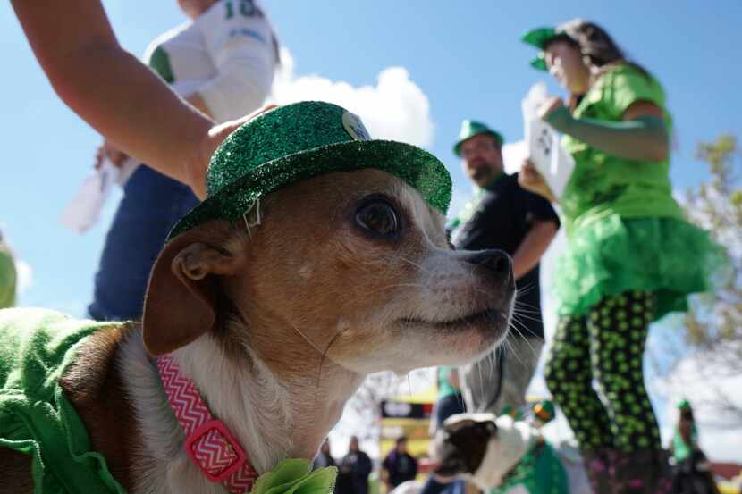 Rally, a Chihuahua, strutted in last year's St. Paddy's Pickle Palooza pet parade in...
