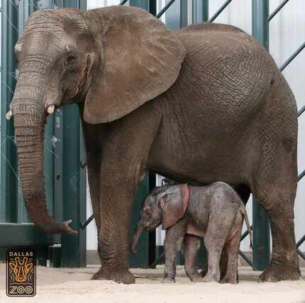  Mlilo and her new male elephant calf born at the Dallas Zoo on May 14. (Courtesy/Dallas Zoo)
