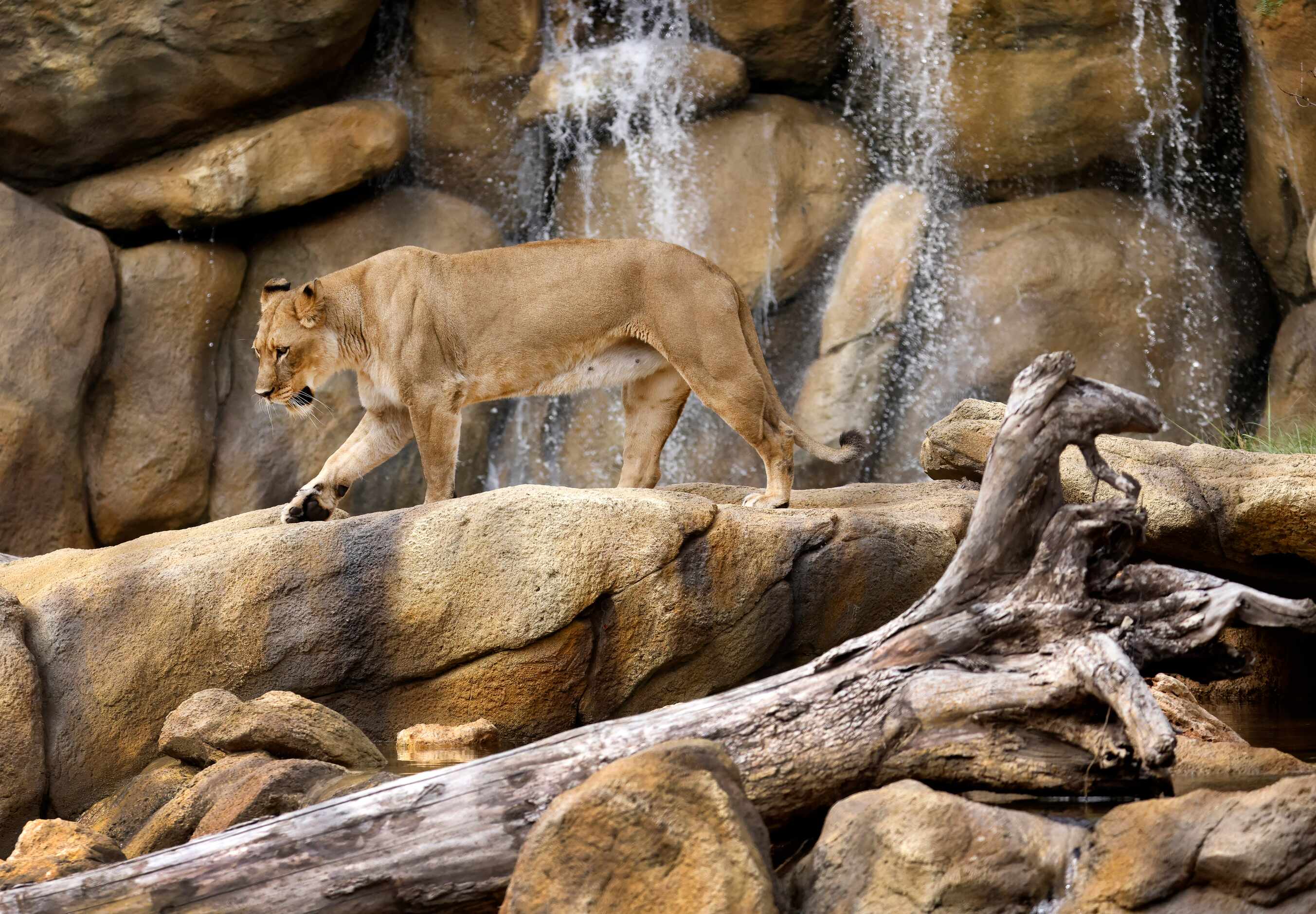 A female African lion crosses in front of a waterfall in the third phase of A Wilder Vision,...