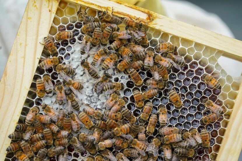 A harvest of honey from bees.