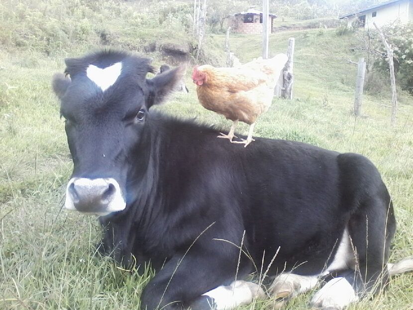 The calf, Muneca or "Doll," sold by Jose Dresser Gutierrez Giraldo, a 22-year-old man from...